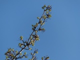 Skyward Branch