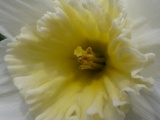 Center of a Daffodil
