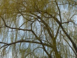 Willow at Oak Grove