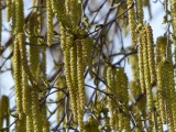 Catkins