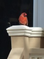 Cardinal on a Post