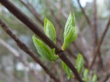 New Leaves