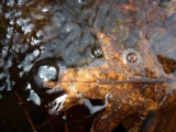 Bubble Reflections by a Leaf