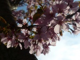 Backlit Petals