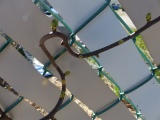 Vine and Chain-Link Fence
