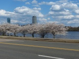 Spring comes to Memorial Drive
