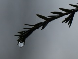 Branch with a Waterdrop