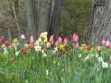 Harvard Tulips
