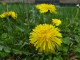 Harvard Dandelion