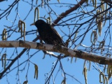 Starling with Catkins