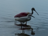 Spoonbill and Egret