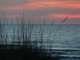 Grasses on the Atlantic Shore