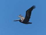 Pelican