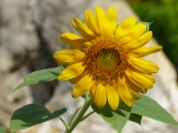 Florida Sunflower