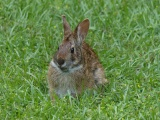 Rabbit in the Grass