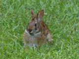 Rabbit in the Grass