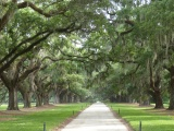 Rows of Oaks