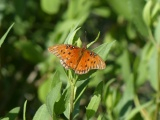 Orange Wings