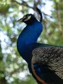 Portrait of a Peacock