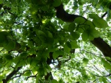 Under a Tree