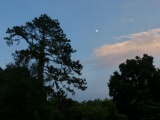 Micanopy Twilight