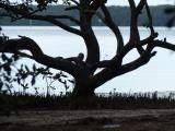 Branches by the Gulf