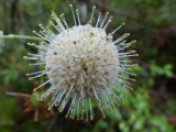 Droplets on a Buttonbush Flower