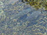 Pair of Fish