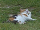 Calico Paw Washing