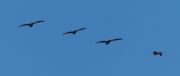 Pelican Vectors