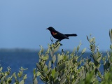 Merritt Island Blackbird