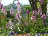 Foxglove Garden