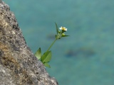 Flower on a Diagonal