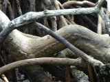 Tangle of Roots