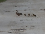 South Carolina Ducks