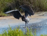 Mating Dance