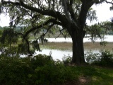 Oak by the Water