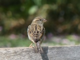 Sparrow in Spring