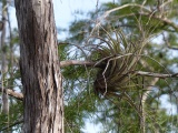 Hanging on a Branch