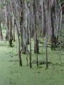 Roots in a Lake