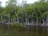 Wading Trees