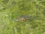 Underwater Turtle