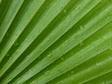 Raindrops on Palmetto