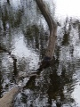 Branch in the Water