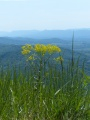 Blue Ridge Flowers