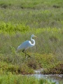 White Bird Walking