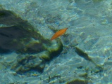 Orange Leaf, Aqua Water