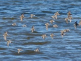 Fast Flock