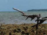 Stick by the Ocean