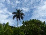 Tropical Sky